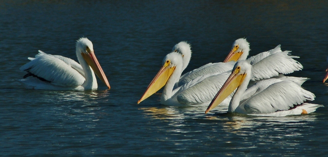 flock of white pelicans